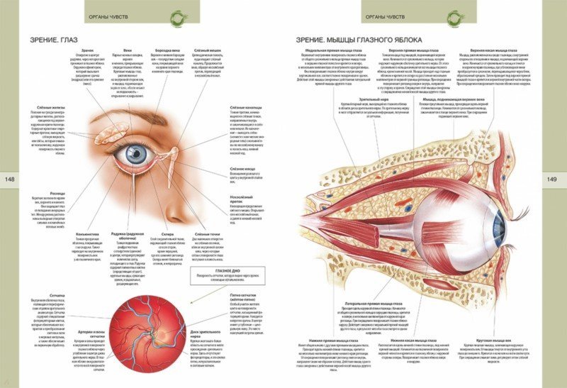 Мышцы века. Строение глаза анатомический атлас. Анатомия глаза человека офтальмология атлас. Мышцы глазного яблока анатомия на латыни. Мышцы века глаза анатомия.